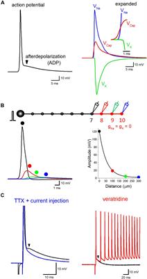 Excitability Tuning of Axons by Afterdepolarization